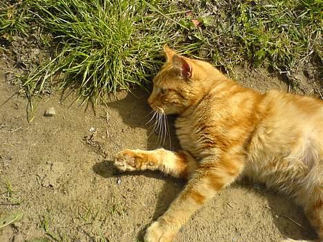 Blanding af racer Mini-Max billede 11