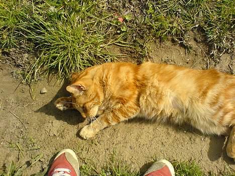 Blanding af racer Mini-Max billede 13