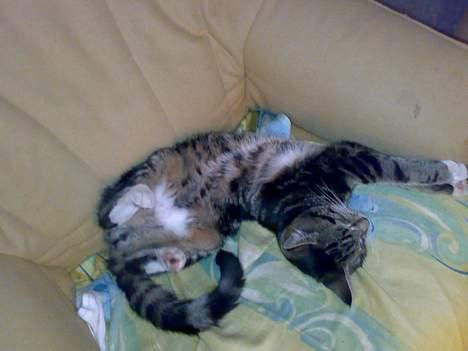 Blanding af racer † Terkel † - Skøre mis (; billede 19