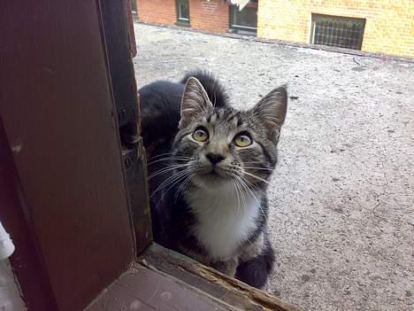 Blanding af racer † Terkel † - Uha, hva har man fået øje på? billede 20