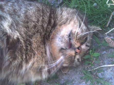 Huskat frederik billede 1