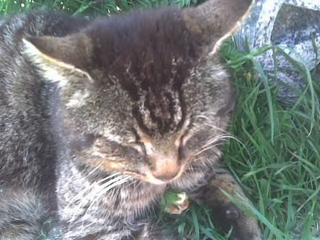 Huskat frederik billede 2