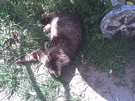 Huskat frederik billede 3