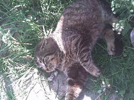 Huskat frederik billede 4