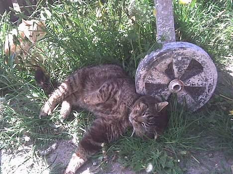 Huskat frederik billede 5