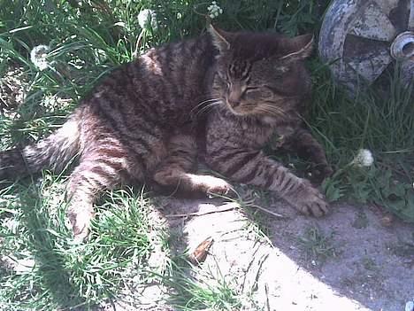 Huskat frederik billede 6