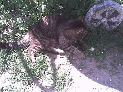 Huskat frederik billede 7