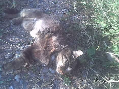 Huskat frederik billede 8