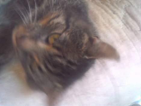 Huskat frederik billede 9