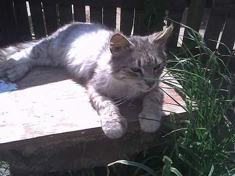 Maine Coon mickey billede 9