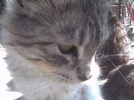 Maine Coon mickey billede 10