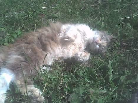 Blanding af racer dalle og familie - dahlila billede 1