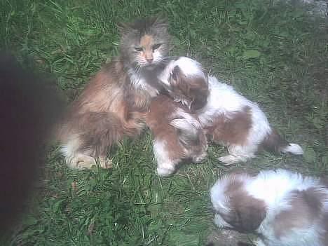 Blanding af racer dalle og familie - dalle billede 2