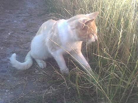 Blanding af racer dalle og familie - billy billede 3