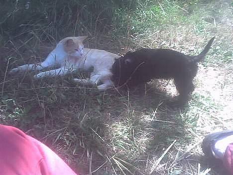 Blanding af racer dalle og familie - billy billede 4