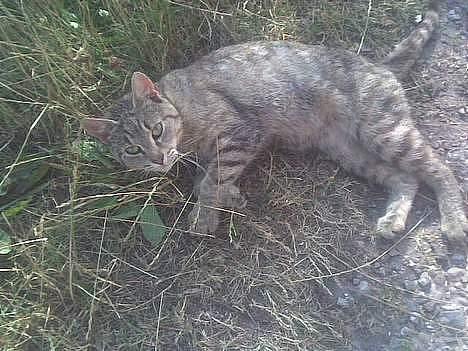 Blanding af racer dalle og familie - feline billede 5