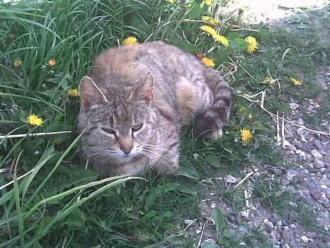 Blanding af racer dalle og familie billede 6