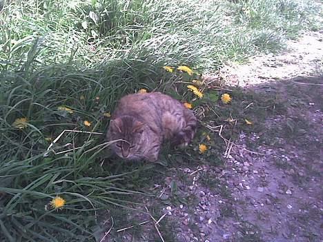 Blanding af racer dalle og familie billede 7