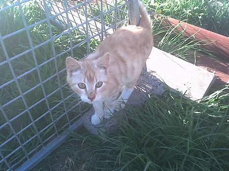 Blanding af racer dalle og familie - røde billede 8