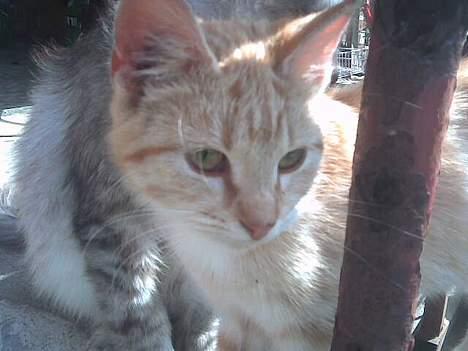 Blanding af racer dalle og familie - laura billede 9