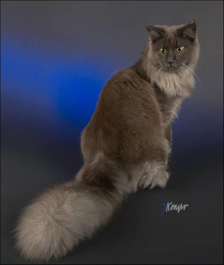 Maine Coon Ankicoon´s Jamaica Sunset billede 1