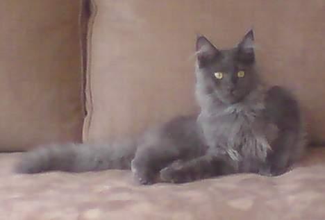 Maine Coon Ankicoon´s Jamaica Sunset billede 2