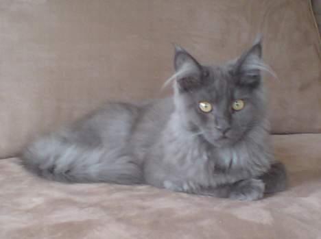 Maine Coon Ankicoon´s Jamaica Sunset billede 3