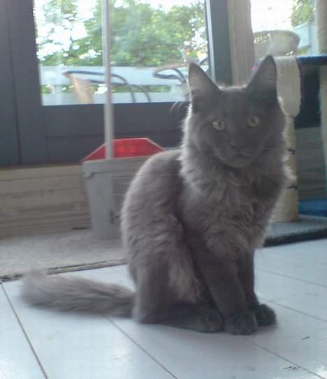 Maine Coon Ankicoon´s Jamaica Sunset billede 4