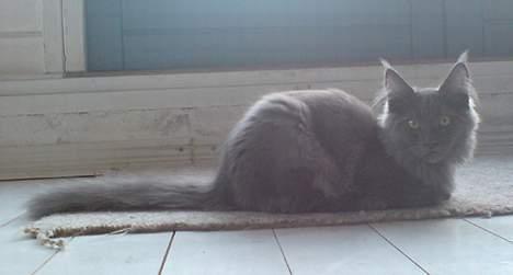 Maine Coon Ankicoon´s Jamaica Sunset billede 5