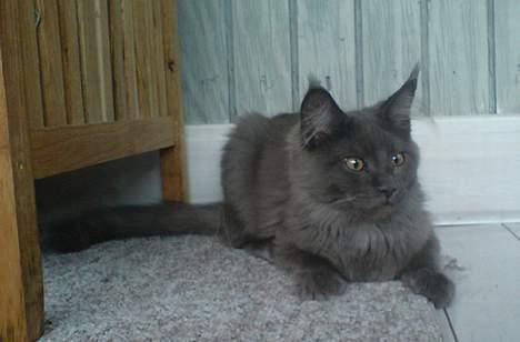 Maine Coon Ankicoon´s Jamaica Sunset billede 6