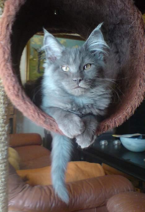 Maine Coon Ankicoon´s Jamaica Sunset billede 7