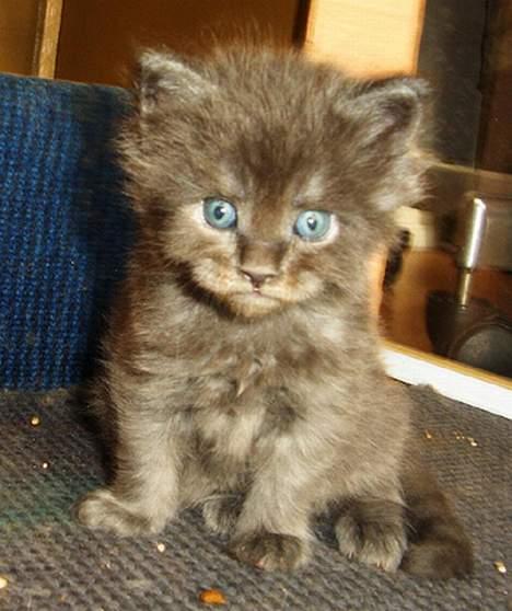 Maine Coon Ankicoon´s Jamaica Sunset billede 8