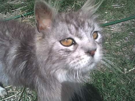 Maine Coon babe billede 1