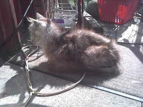 Maine Coon babe billede 2