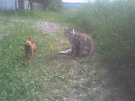 Maine Coon babe billede 3