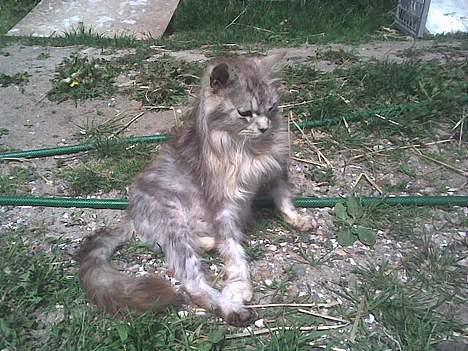 Maine Coon babe billede 4