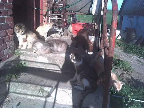 Maine Coon babe billede 5