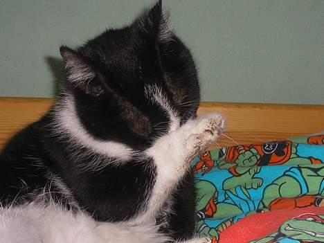 Huskat Mia - "Det klør." billede 8