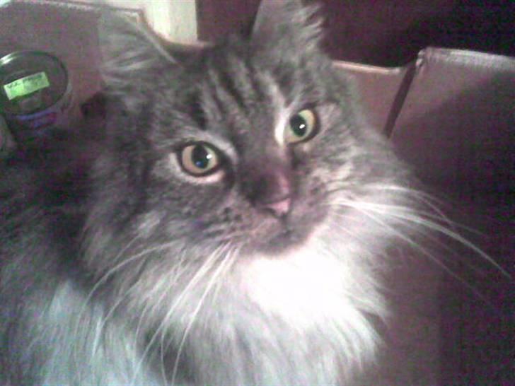 Maine Coon silver billede 1