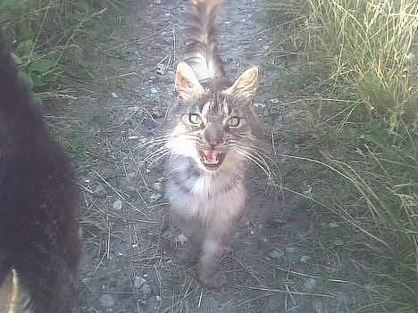 Maine Coon silver billede 2