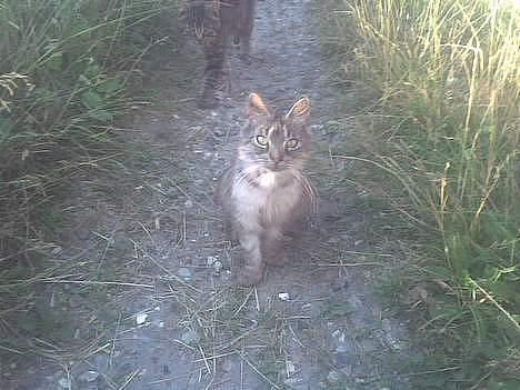 Maine Coon silver billede 3