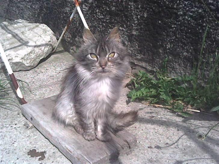 Maine Coon silver billede 4