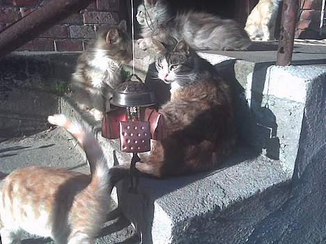 Maine Coon silver billede 5