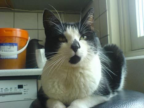 Huskat Kitty  - hej, hvad laver du? billede 1