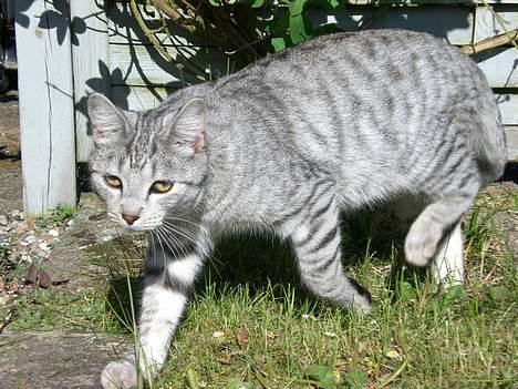 Blanding af racer Findus billede 2