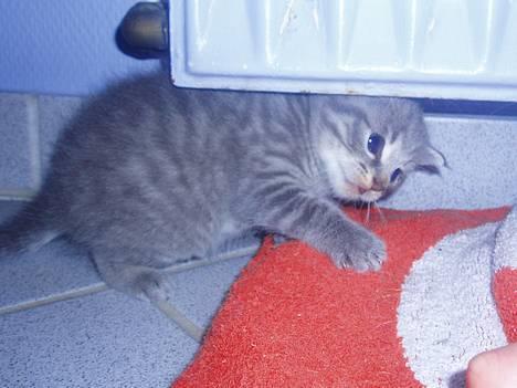 Huskat Toddie | Død :'/ - 3 uger (: billede 2
