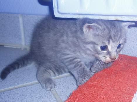 Huskat Toddie | Død :'/ - 3 uger (: billede 3