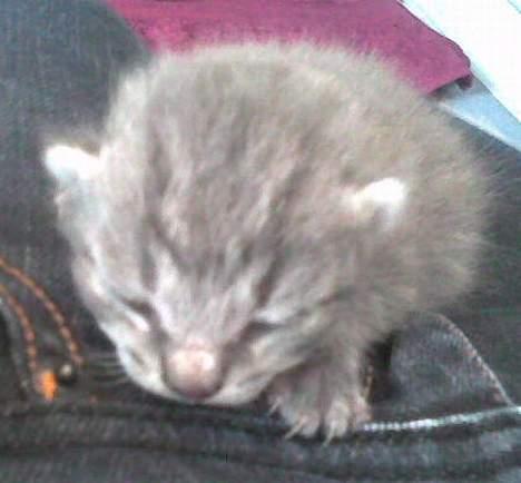 Huskat Toddie | Død :'/ - Ca. 1 uge gammel billede 6