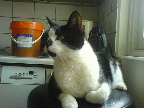 Huskat Kitty  - er der ikke noget spændende derovre? billede 2