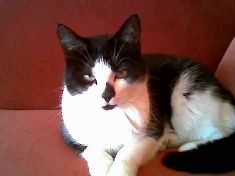 Huskat Kitty  - her ligger hun på sofaen billede 3